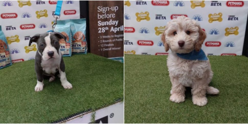 petmania puppy competition