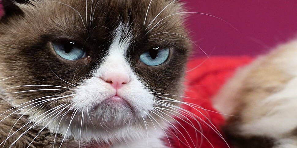 Grumpy Cat Has Died