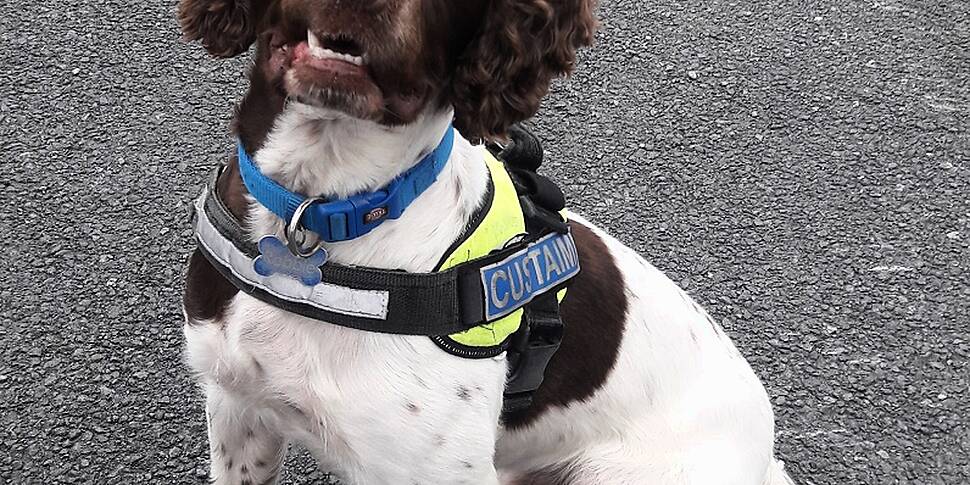 Drug Detector Dog Robbie Sniff...