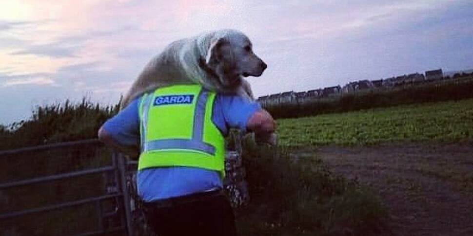 Garda Rescues Injured Dog From...