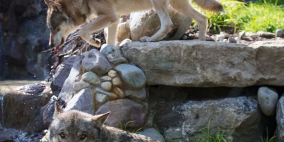 Brand New Wolf Habitat Opens I...