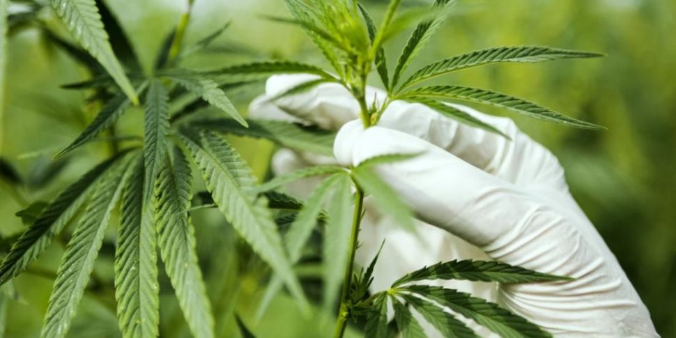 Cannabis Plants Worth €400,000...