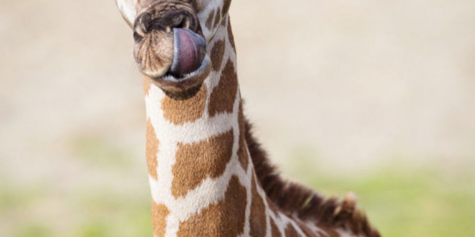 Dublin Zoo Opens For Visitors...