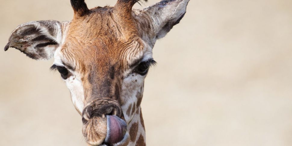 A Baby Giraffe Has Been Born A...