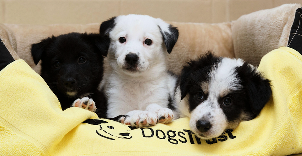 teddy dogs trust