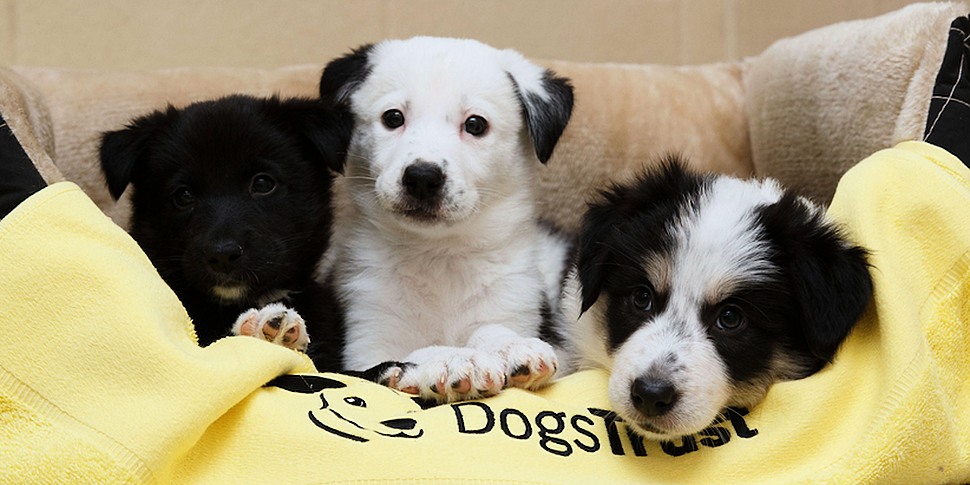 Dogs Trust Dublin HQ Is At Cap...