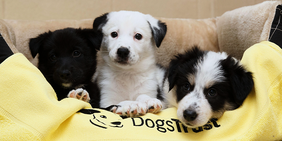 Dogs Trust Gets More Than 1,90...