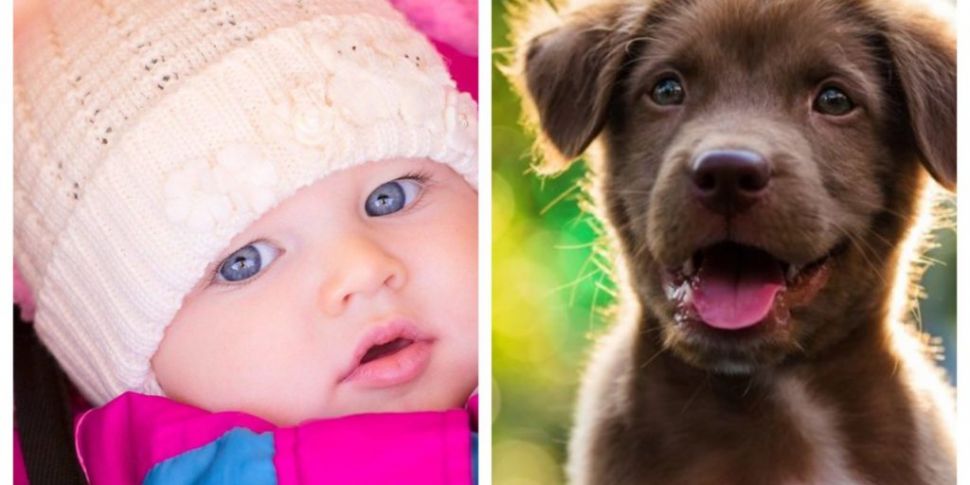 Most Popular Dog & Baby Names...