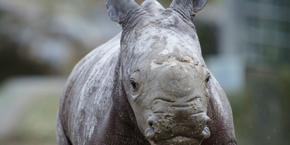 A Rhino Calf Has Been Born At...