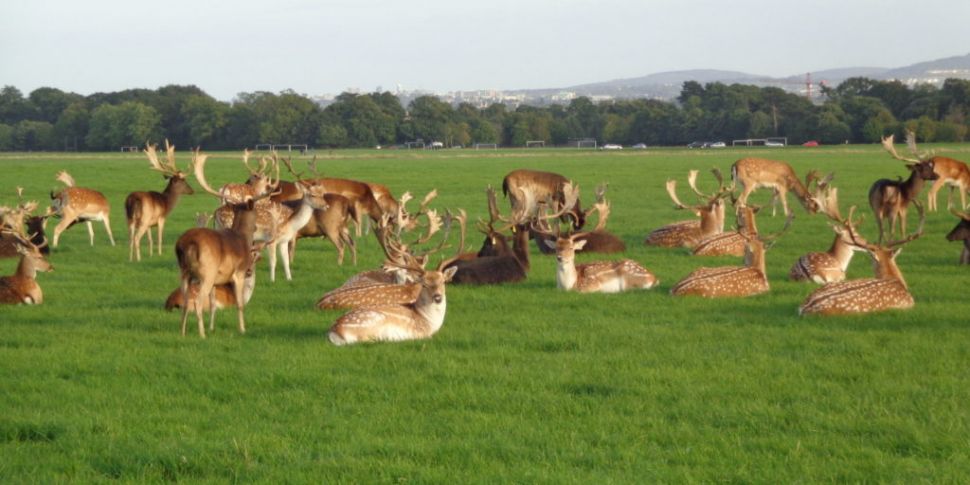 Here Are The New Phoenix Park...