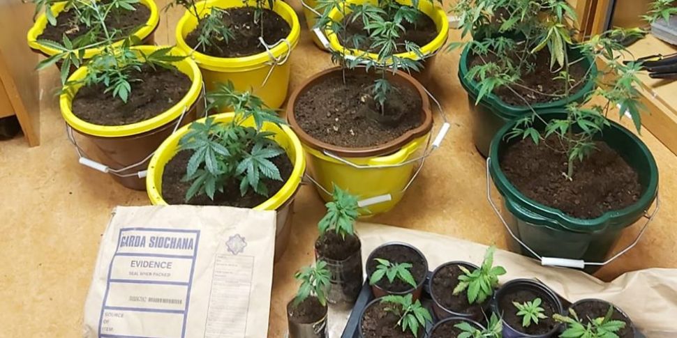 Cannabis Grow House Discovered...