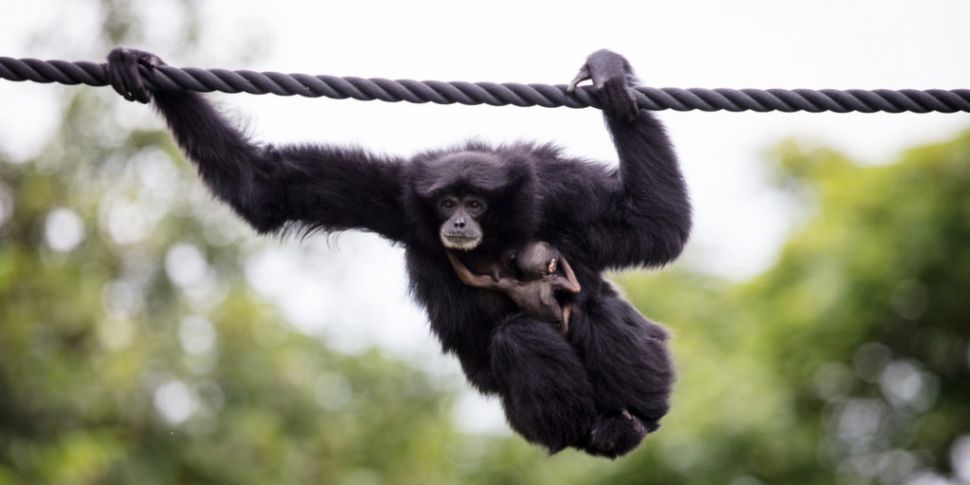 Dublin Zoo May Have To Close F...