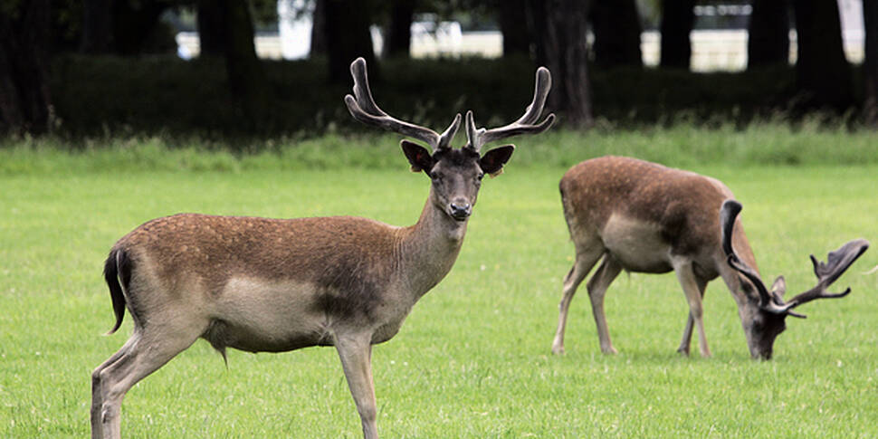 34 Deer Culled In Phoenix Park