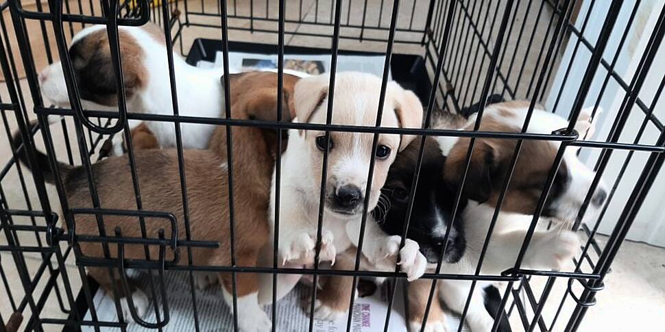 Six Puppies Found In Boot Of C...