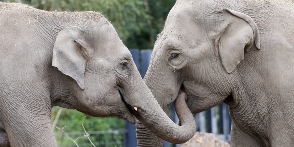 Dublin Zoo Says Fundraising Ca...