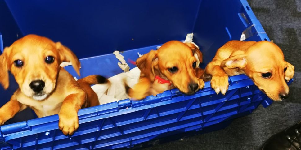 Stolen Puppies Found In Boot O...