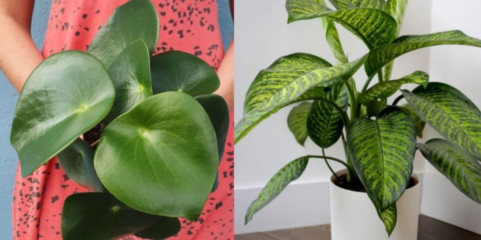 House Plants: Top Trends for 2...