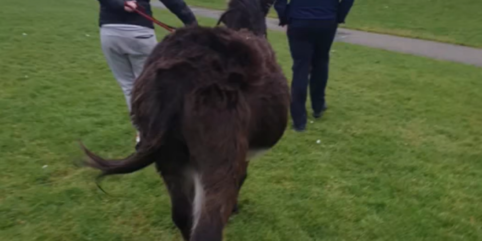 Donkey Rescued Near Liffey Val...