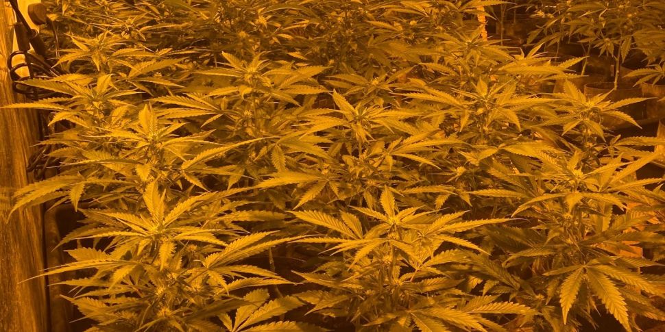 Cannabis Plants Worth €250,000...