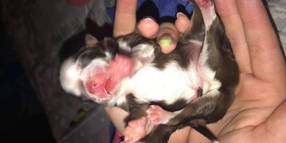 A 'Miracle' Puppy Has Been Bor...