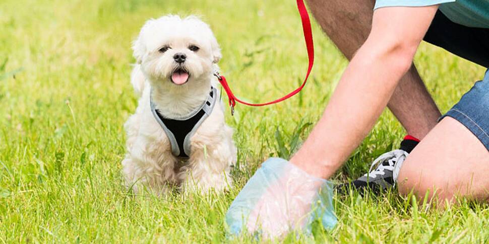 Pet Owners Need To Be Held Acc...