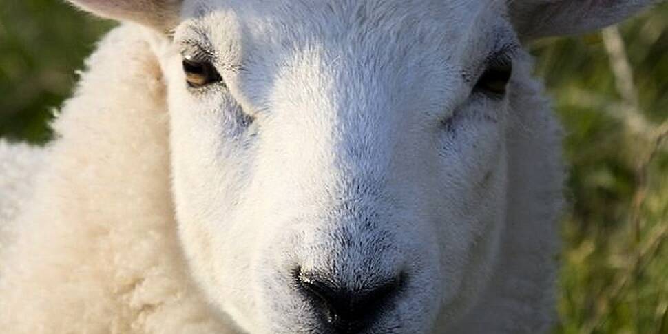 Sheep Rescued Off North Dublin...