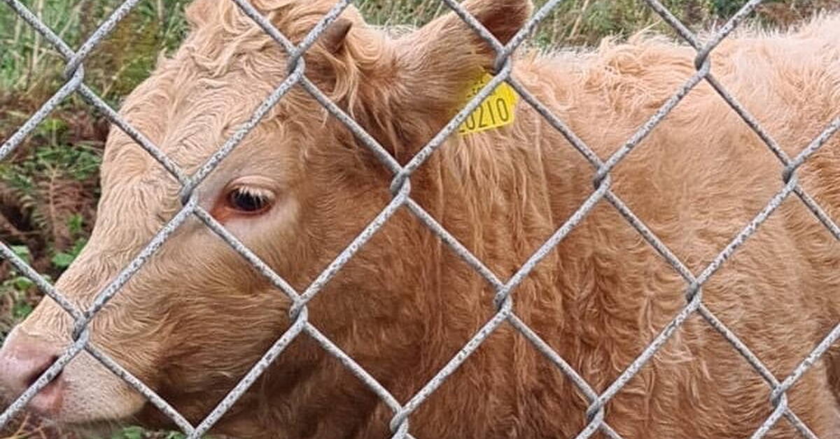 RNLI Called To Help Cow In Distress - Vimarsana News