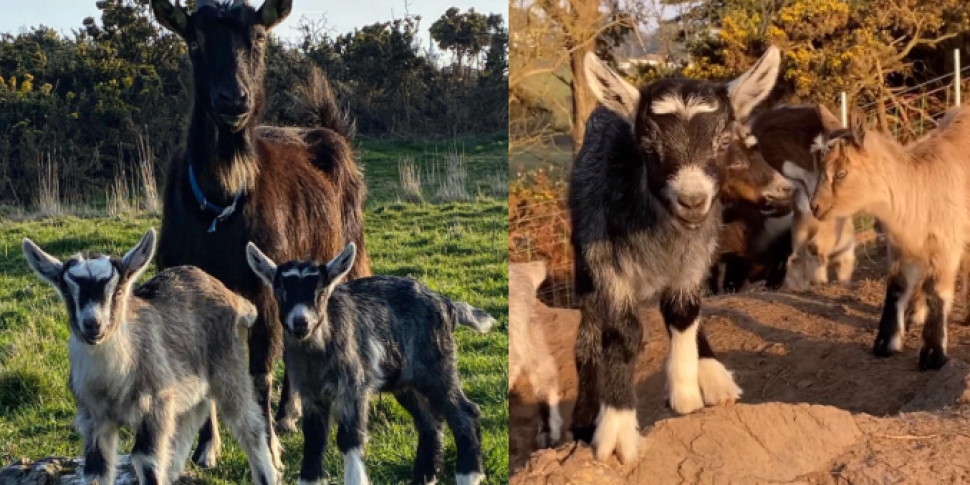 Howth Head Goats Experience 'K...