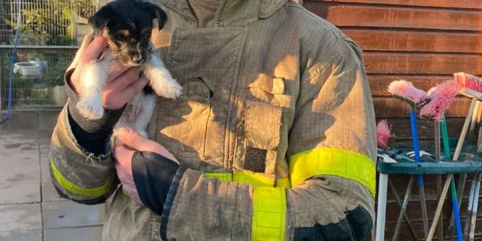 Dogs Rescued After Finglas She...