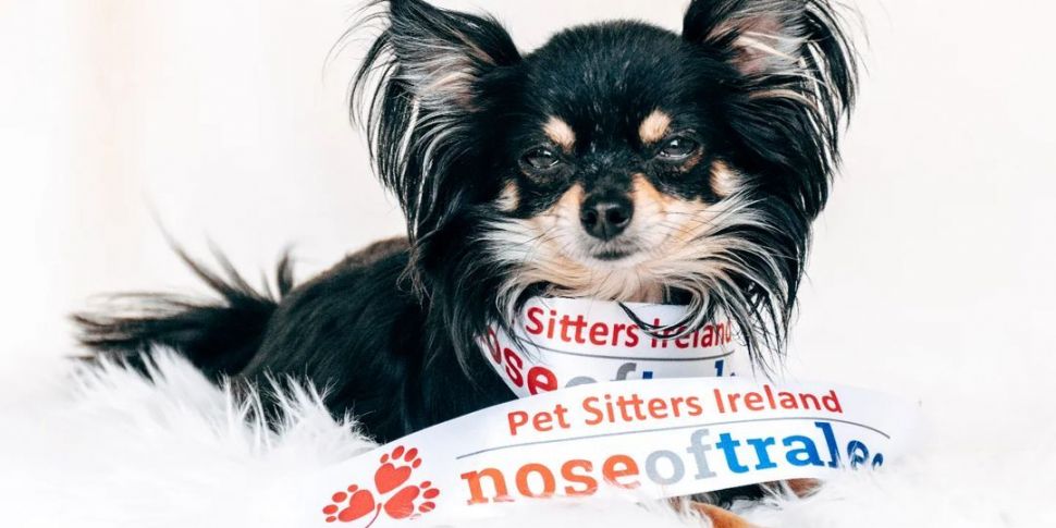 Meet 'Nose Of Tralee' Dublin F...