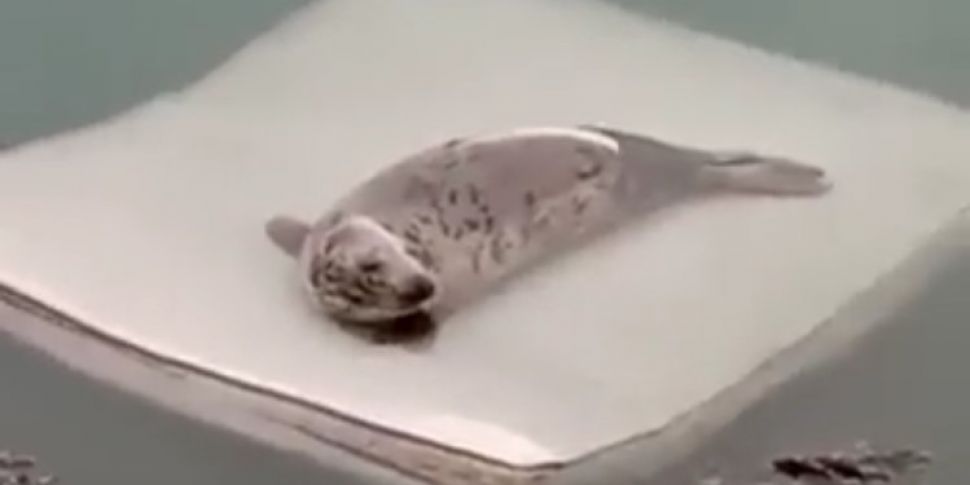 Seal Found Floating On Dumped...
