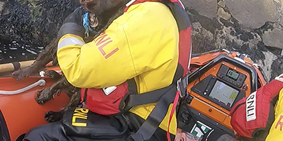 Coastguard Rescues Dog In Dun...