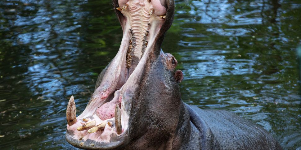 Dublin Zoo Welcomes New Hippo