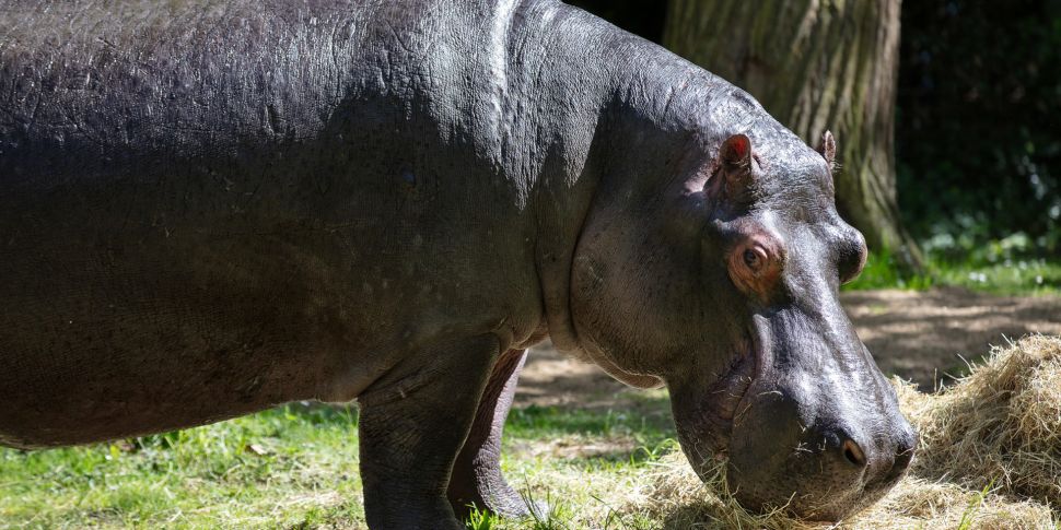 Dublin Zoo Announces Death Of...