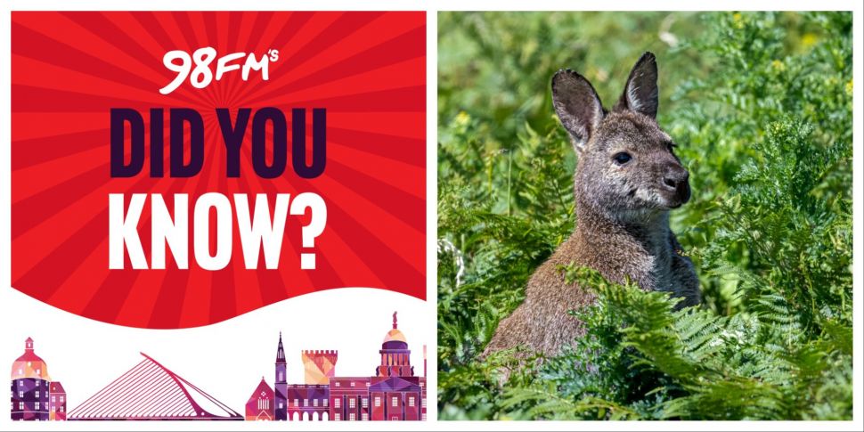 Did You Know There's Wallabies...