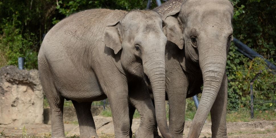 Dublin Zoo Elephants Get Clean...