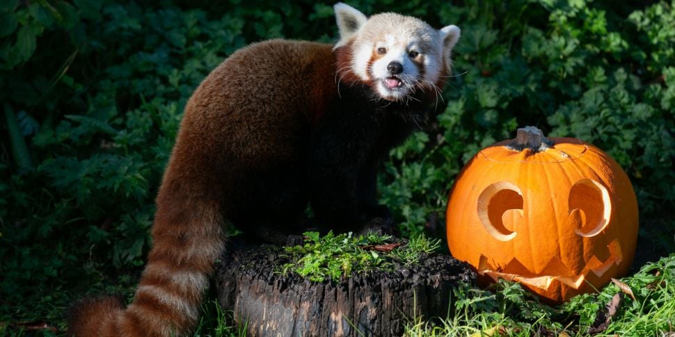 Dublin Zoo Announce Halloween...