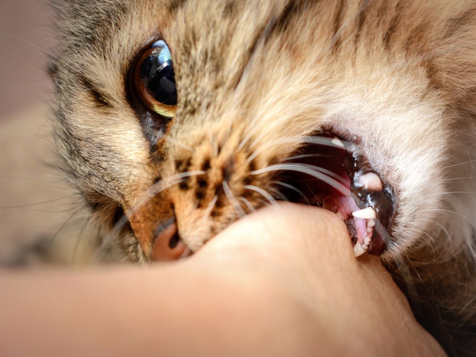Veterinarians most at risk of cat scratch-related pathogen