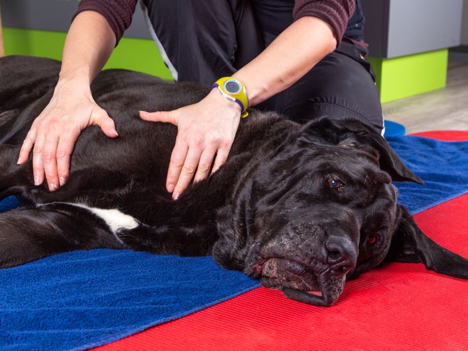 Pet owners embrace human medical treatments in pet health shift