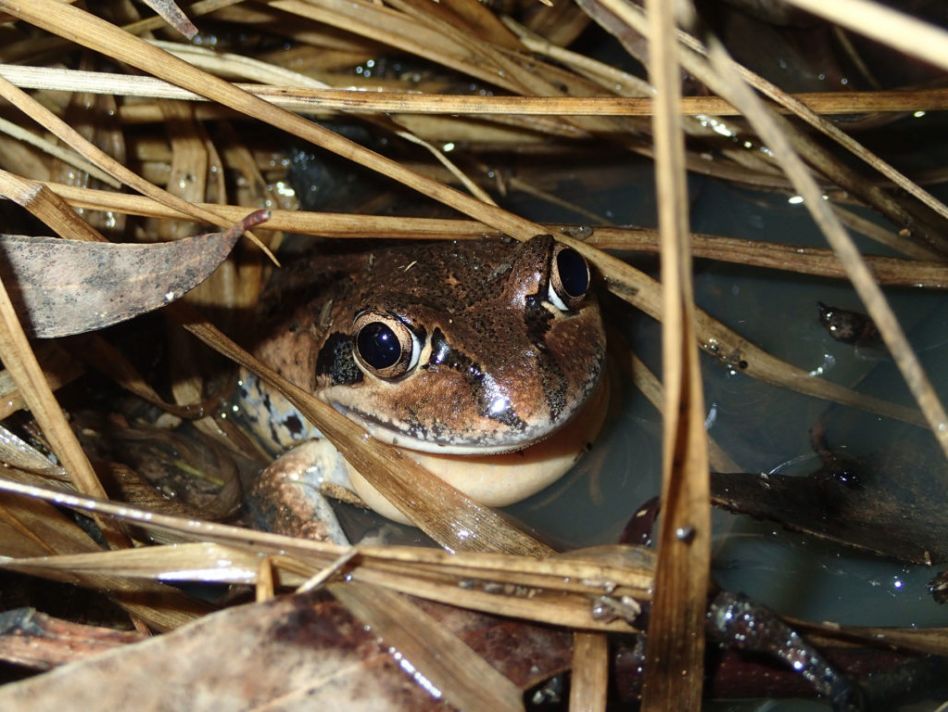 Ribbiting rhythms: Citizen science reveals new information about frog calls