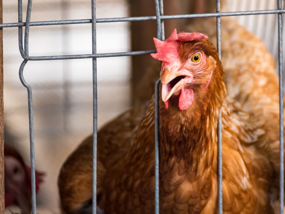 Cage-free, free-range? Consumer choices are driving meaningful change