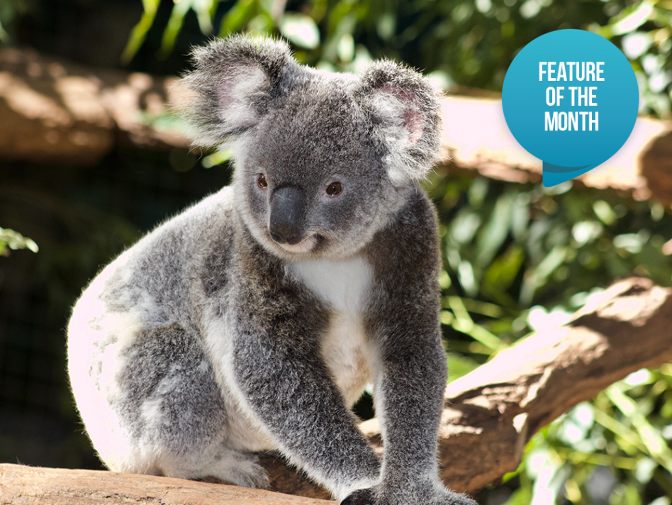Koalas don&#039;t drink and more fun facts about Australia&#039;s iconic not-a-bear
