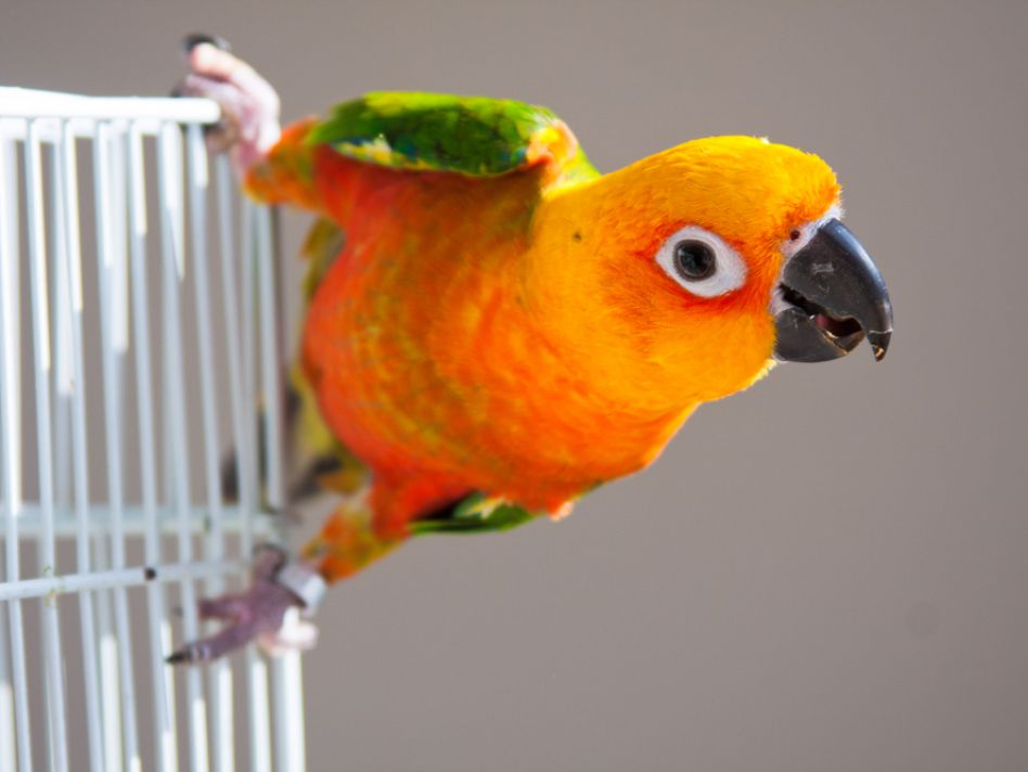 Parrots as pets: Are they hard to take care of?