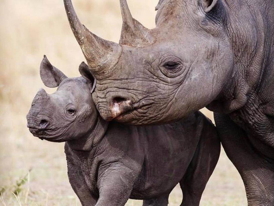 Rhino horn more valuable than cocaine: Desperate times call for desperate measures