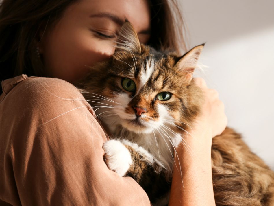 Cat-centric research helps caregivers identify when kitty is in pain