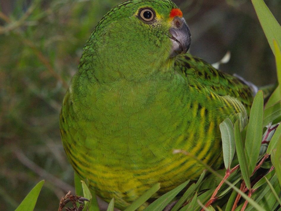 Plant pathogen threatens rare parrot, and Australia&#039;s biosecurity