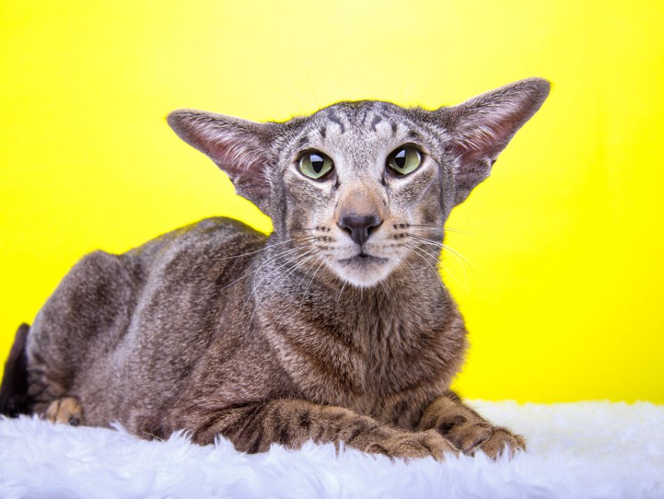 The weird and wonderful world of cats: Unusual breeds to fall in love with