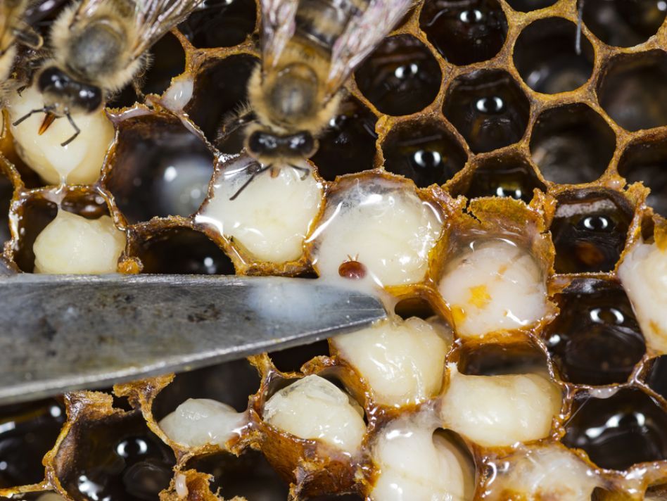 Australia abandons $100 million plan to eradicate deadly varroa mite from bee populations