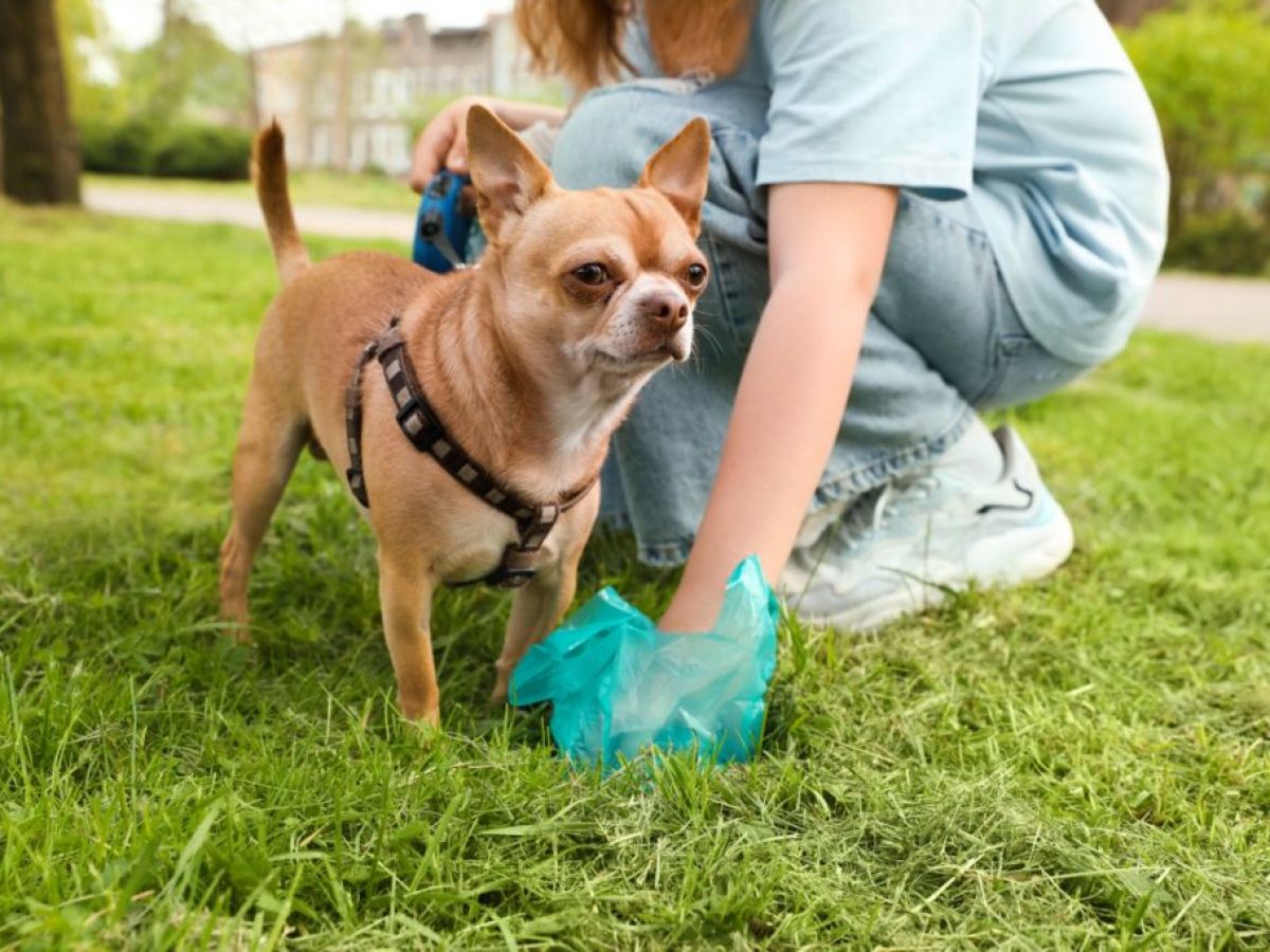 Biodegradable vs. Compostable Dog Poop Bags