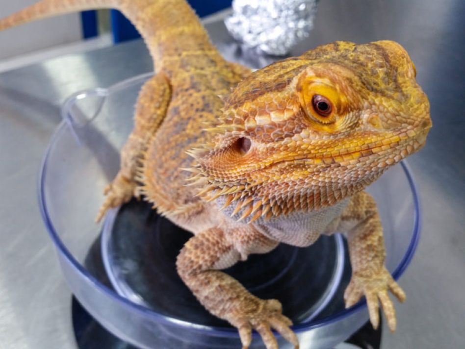 How to treat lethargic reptile patients with confidence